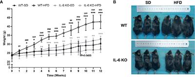 Interleukin-6 Knockout Inhibits Senescence of Bone Mesenchymal Stem Cells in High-Fat Diet-Induced Bone Loss